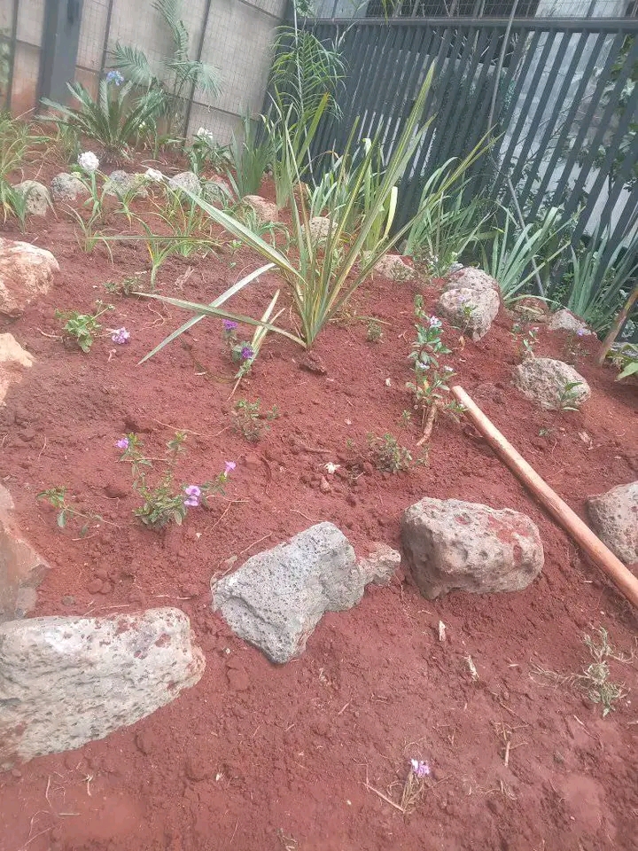 Rock Gardening services Kilimani|Landscape Design & Installation|CleanOza