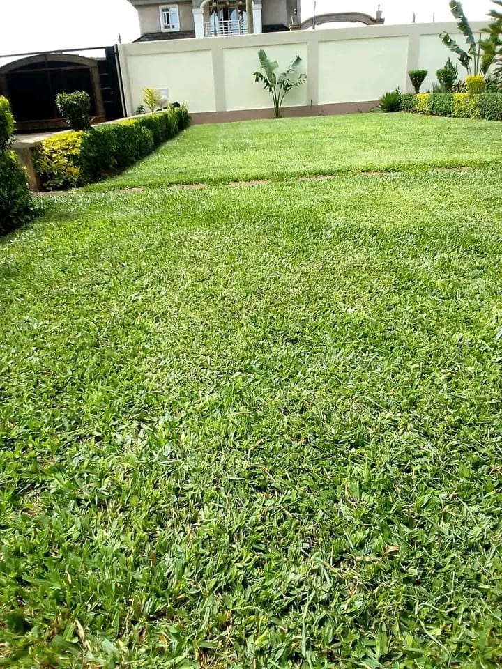 Lawn Mowing & Landscaping Services in Karen, Nairobi | Cleanoza