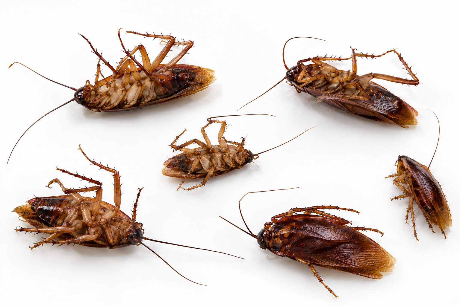 Westlands Commercial & Luxury Apartment Pest Control